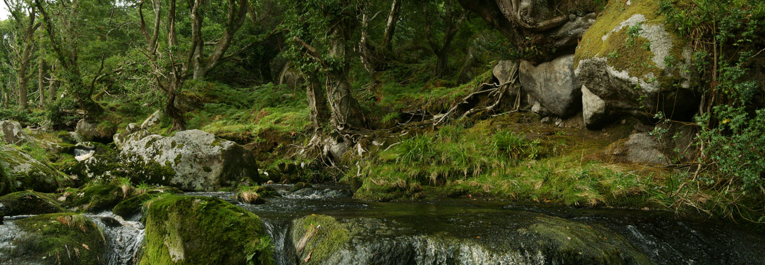 Glencree (II)