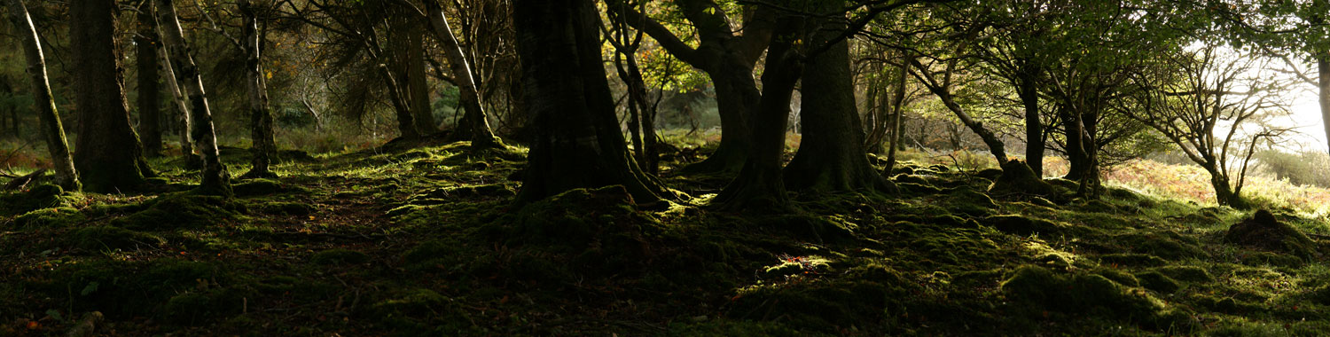 Sunlit Woods