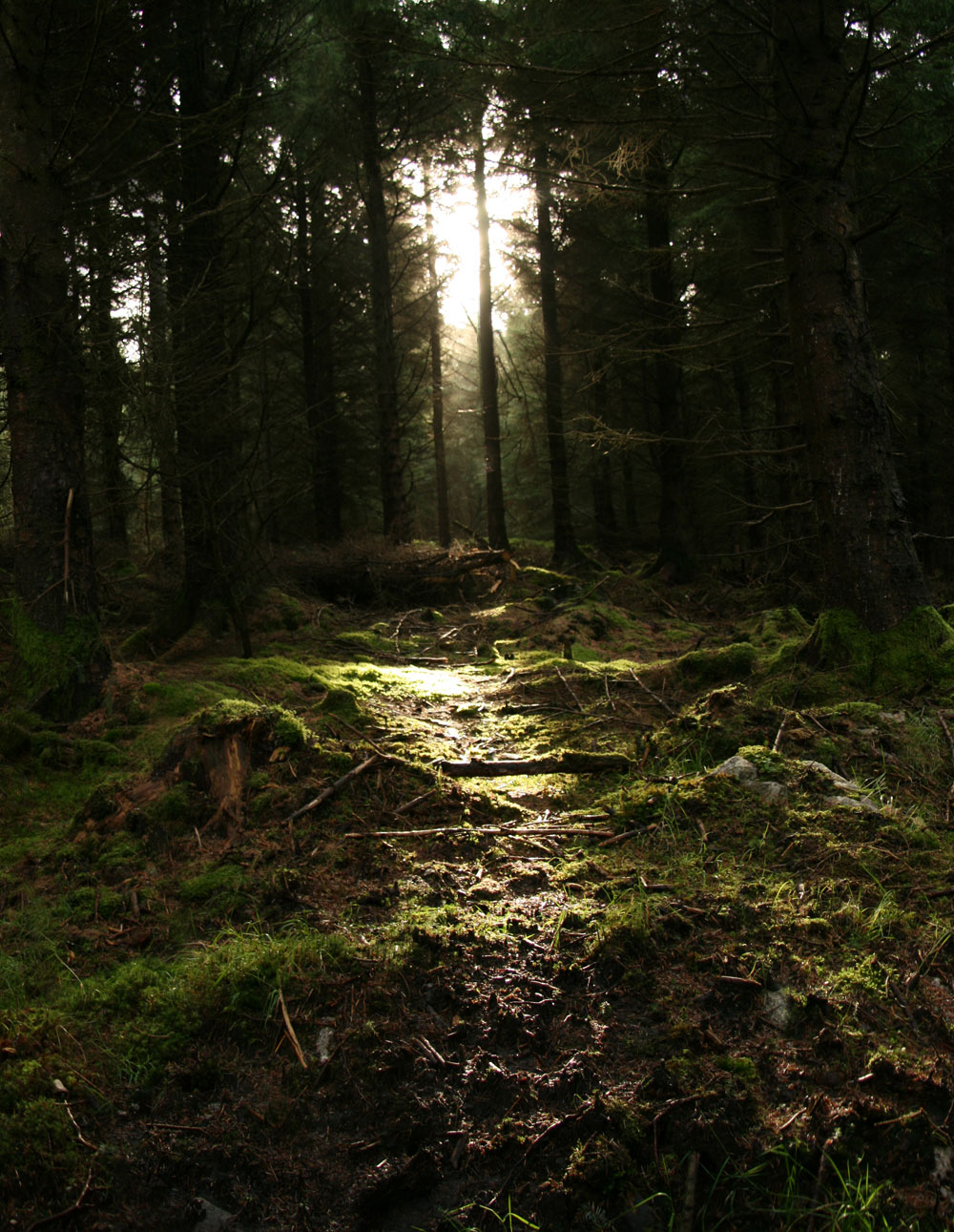 Sun Through Trees