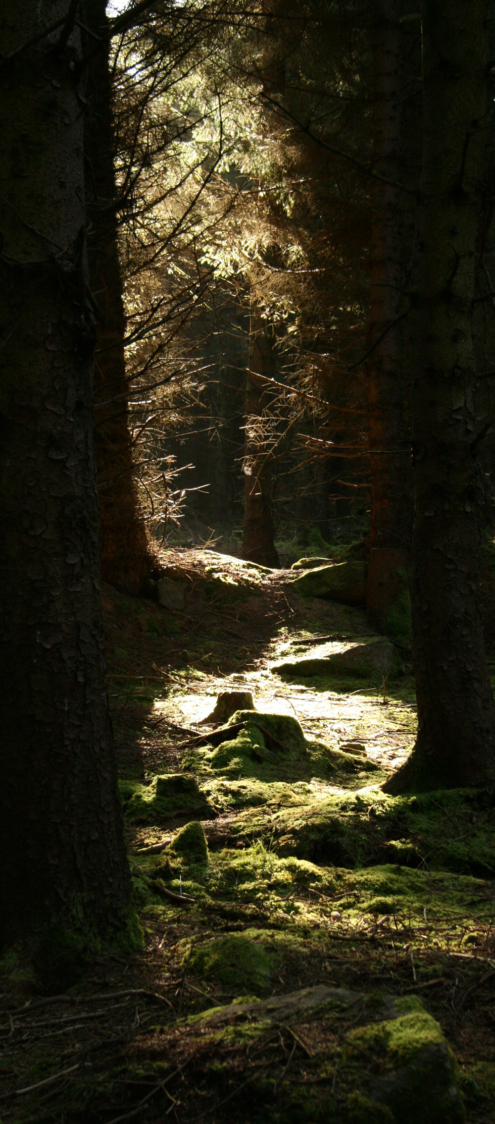 Treestump in Sunlight