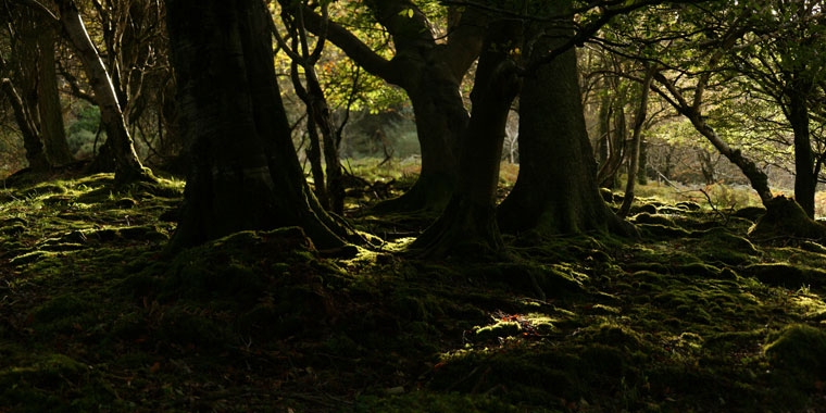 Sunlit Woods