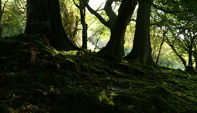 Moss Covered Stump