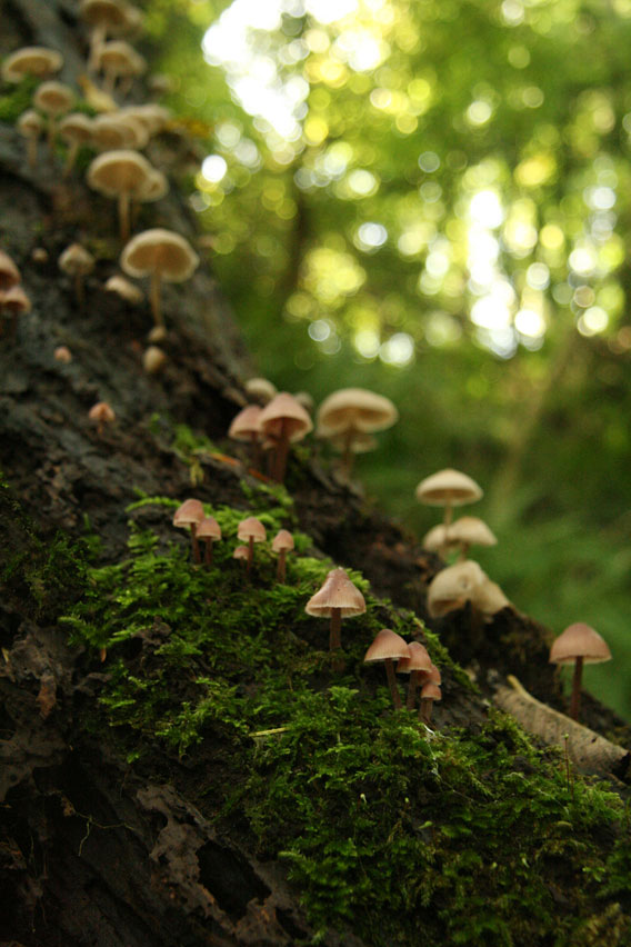 Mushrooms