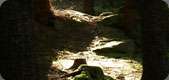 Treestump in Sunlight