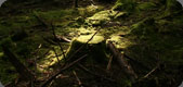 Treestump in Sunlight